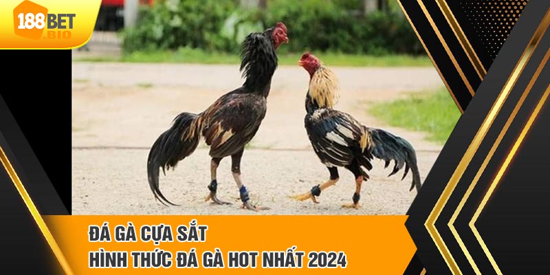 Chọi kê cựa sắt là hình thức gì?