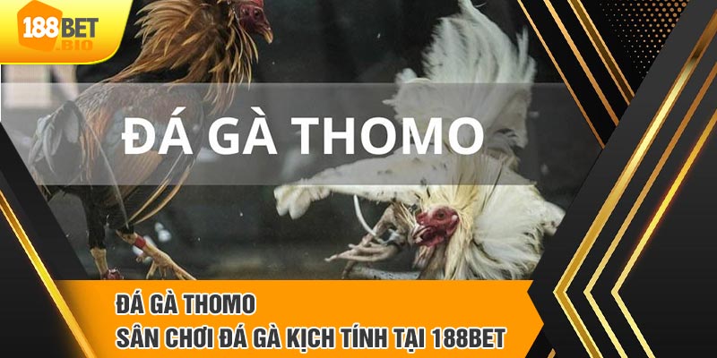 Khám phá sân chơi đá gà trực tuyến Thomo