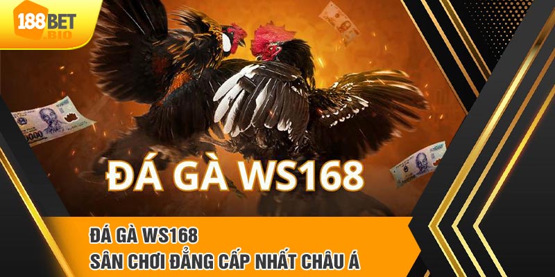 Đôi nét sảnh đá gà trực tuyến WS168